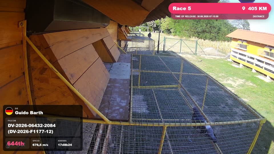 Pigeon Arrival Image For Race Race 5