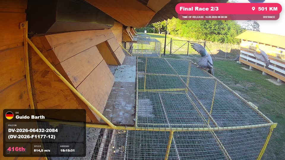 Pigeon Arrival Image For Race Final Race 2/3