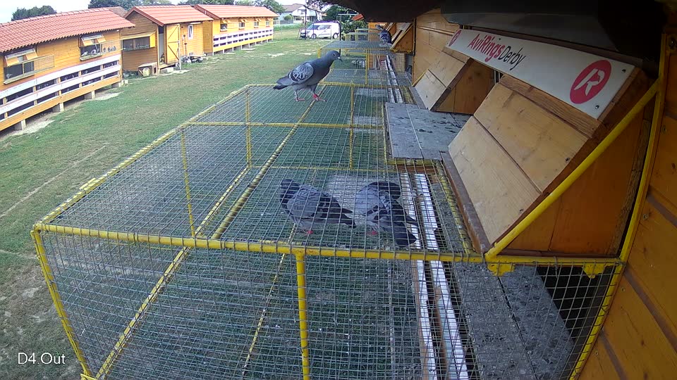Pigeon Arrival Image For Race Race 4