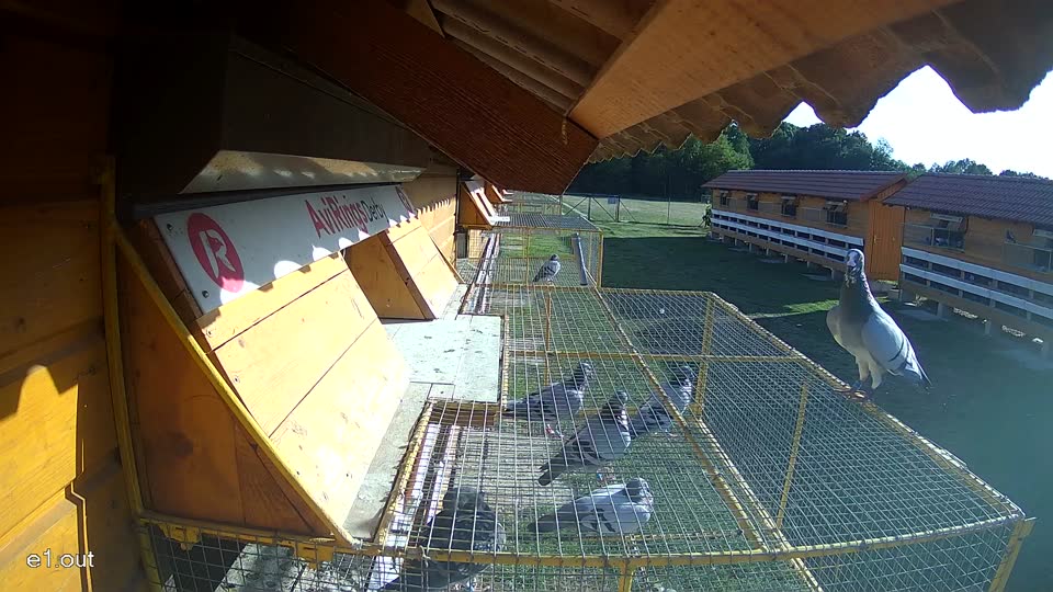 Pigeon Arrival Image For Race Race 5