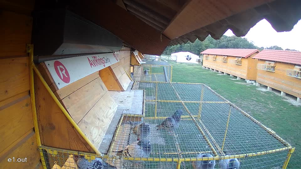 Pigeon Arrival Image For Race Final Race 1/3