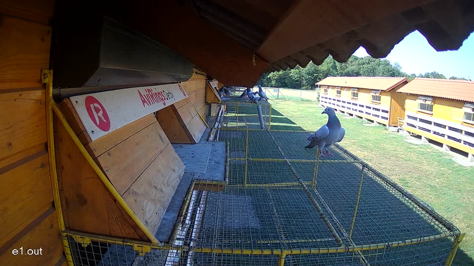 Pigeon Arrival Image For Race Race 2