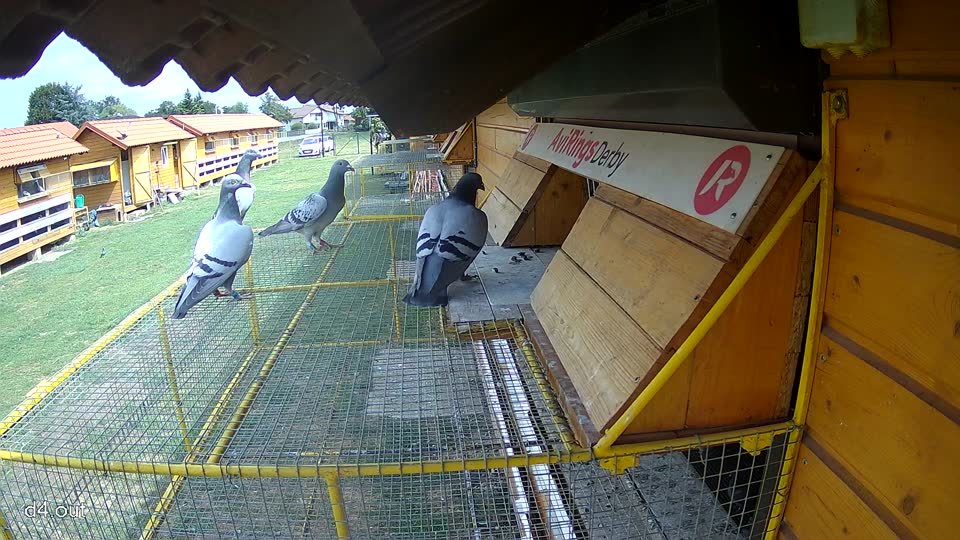 Pigeon Arrival Image For Race Race 4