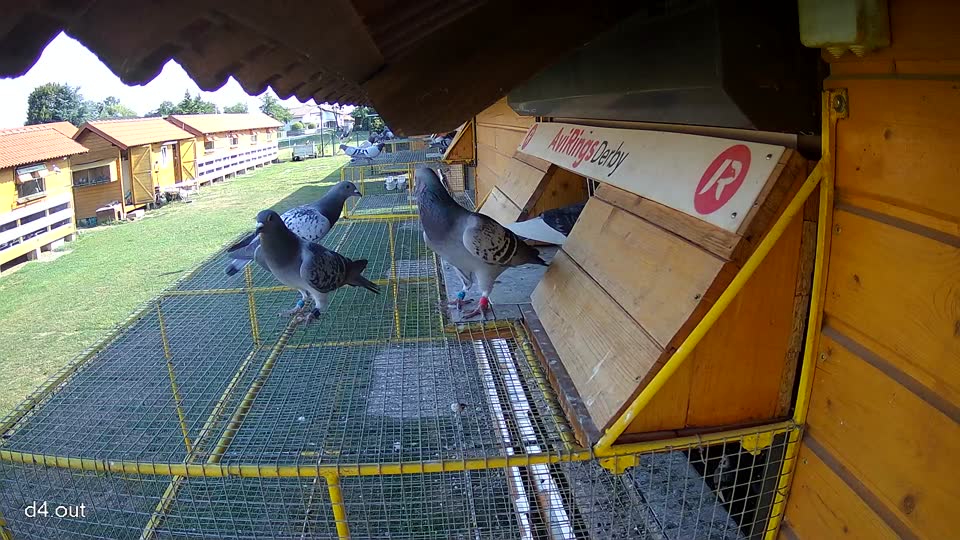 Pigeon Arrival Image For Race Race 1