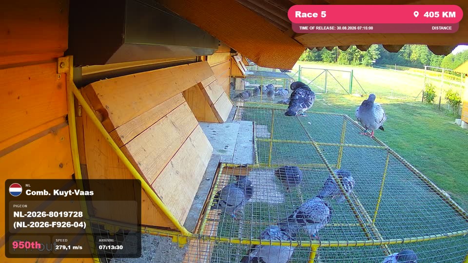 Pigeon Arrival Image For Race Race 5
