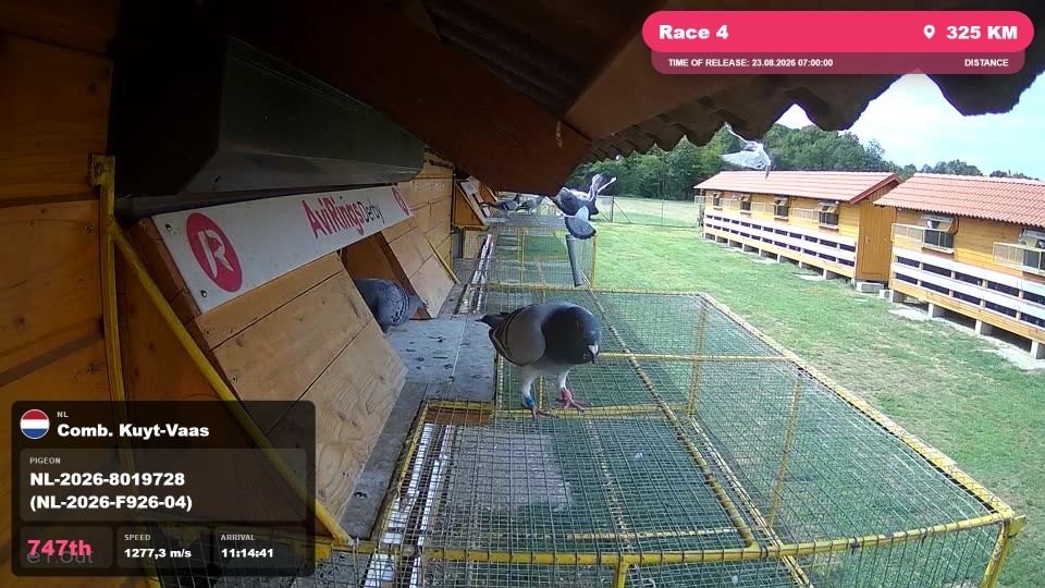 Pigeon Arrival Image For Race Race 4