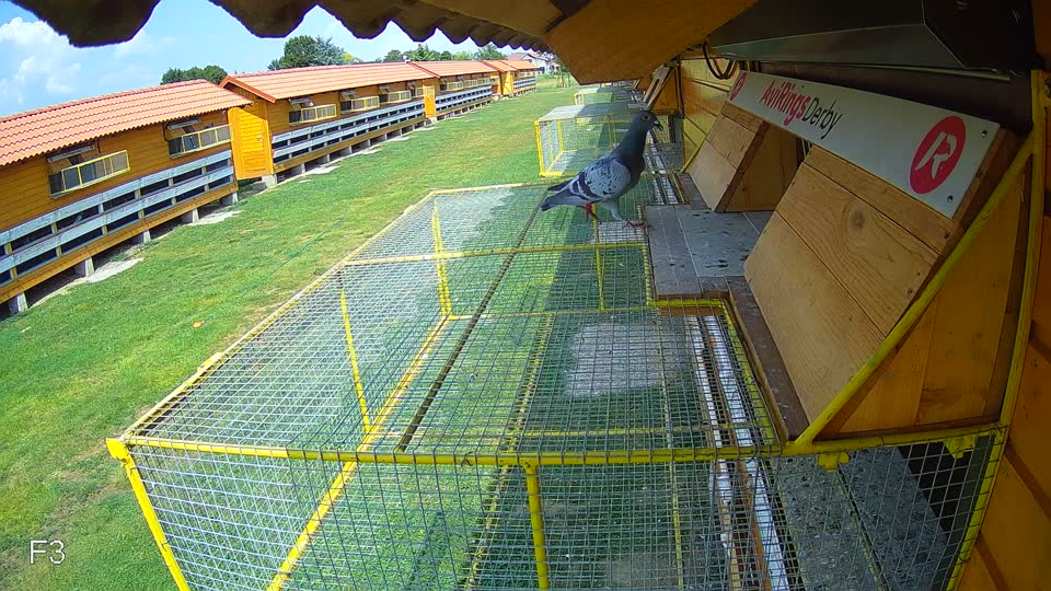 Pigeon Arrival Image For Race Race 4