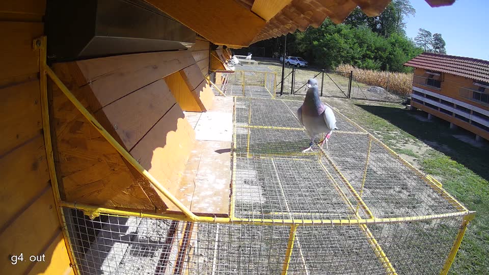 Pigeon Arrival Image For Race Race 3