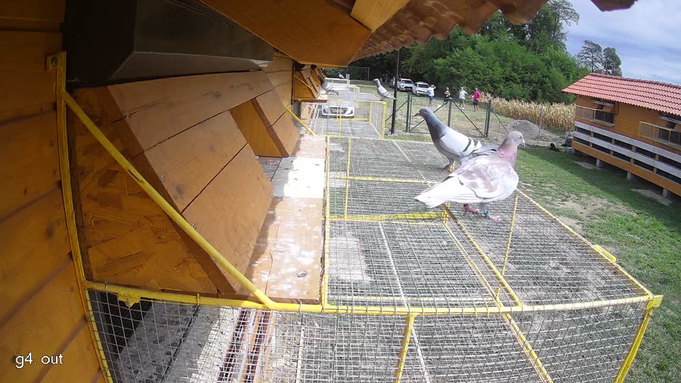 Pigeon Arrival Image For Race Race 4