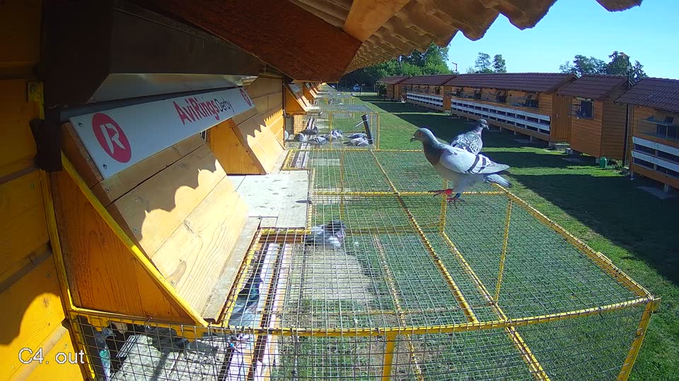 Pigeon Arrival Image For Race Race 5