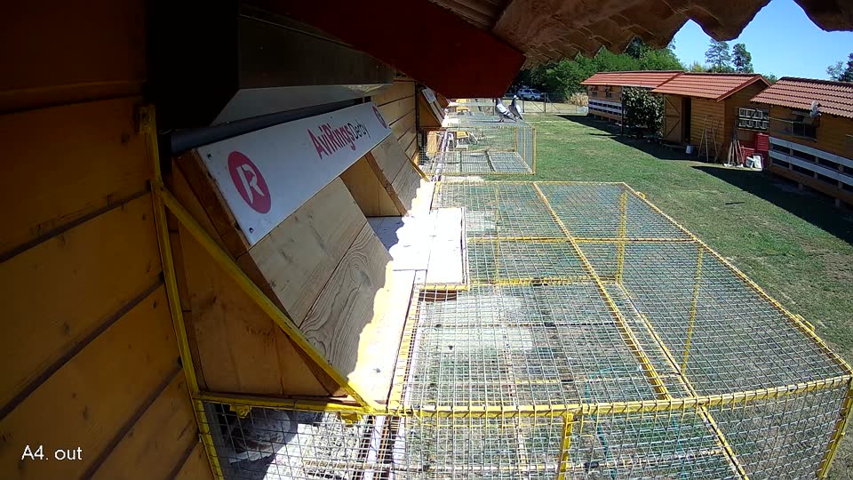 Pigeon Arrival Image For Race Race 3