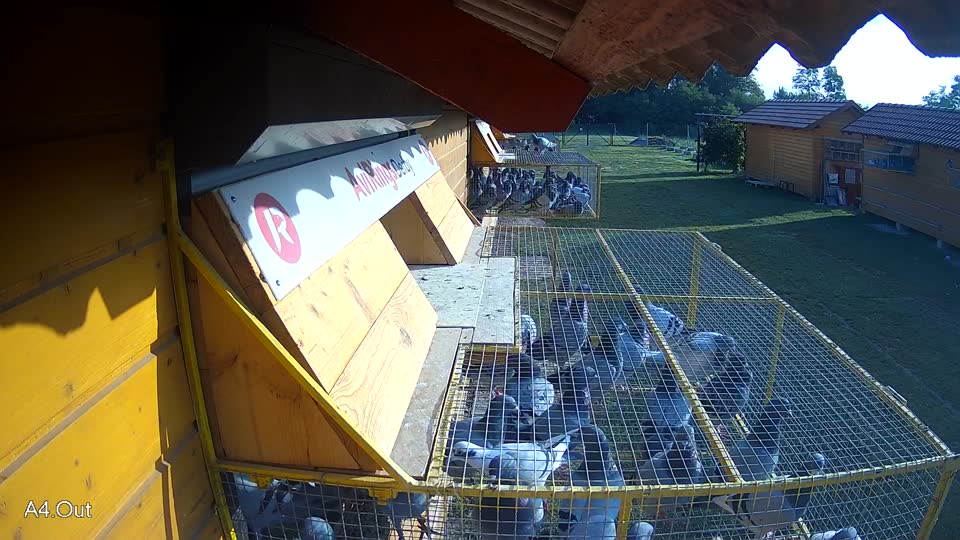 Pigeon Arrival Image For Race Race 3