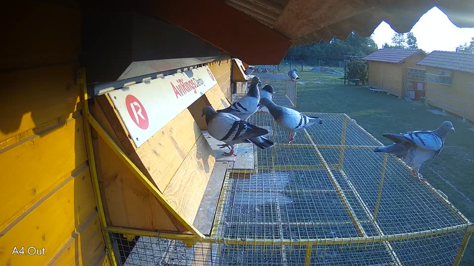 Pigeon Arrival Image For Race Race 4