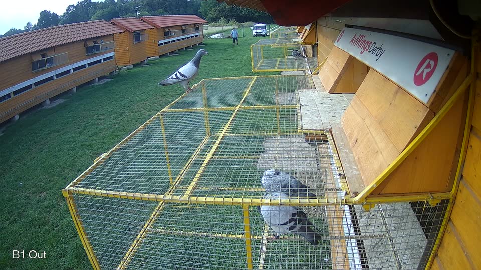 Pigeon Arrival Image For Race Final race 1
