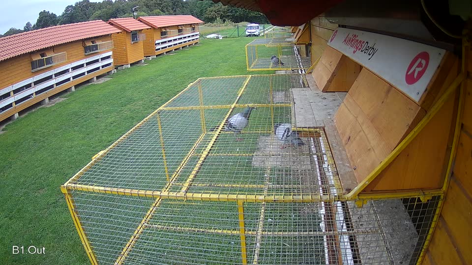 Pigeon Arrival Image For Race Final race 2