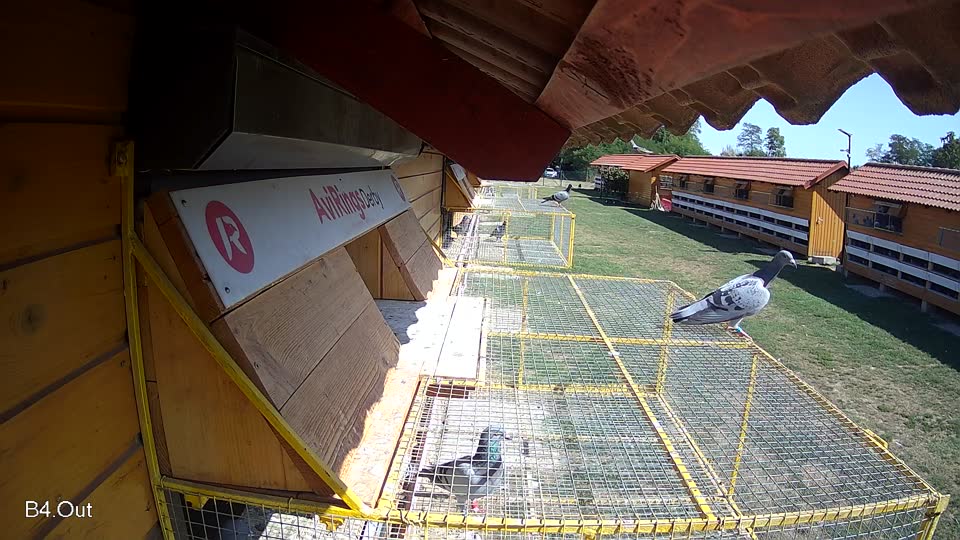 Pigeon Arrival Image For Race Race 5
