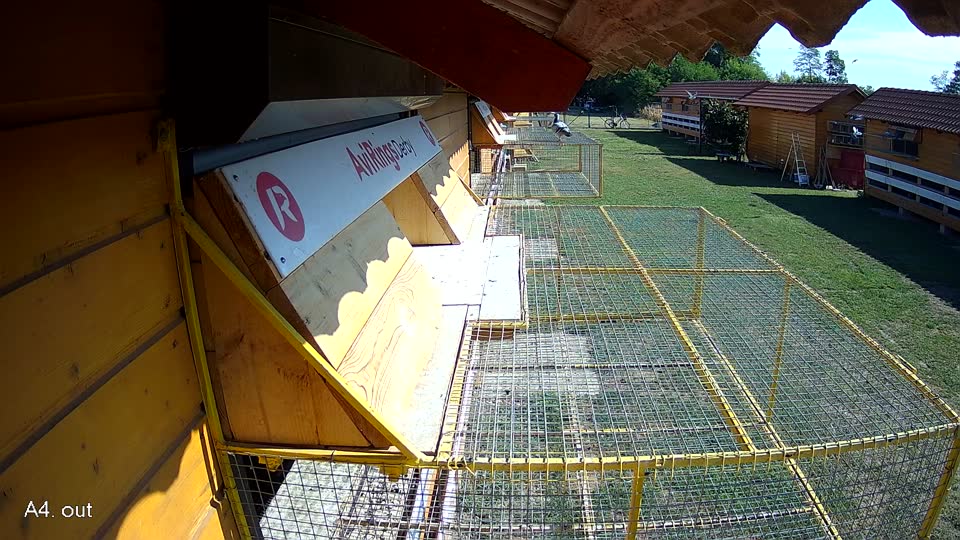 Pigeon Arrival Image For Race Race 2