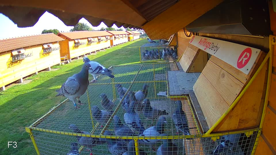 Pigeon Arrival Image For Race Race 1