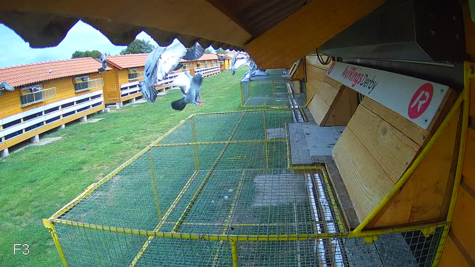 Pigeon Arrival Image For Race Race 4