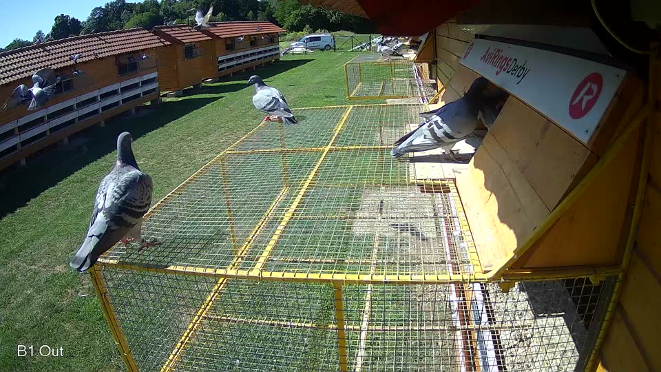 Pigeon Arrival Image For Race Race 2