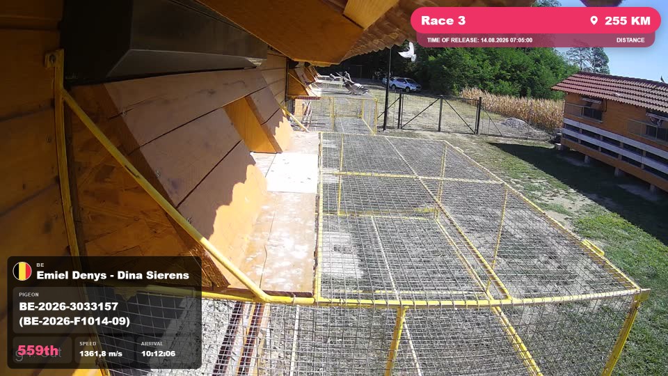 Pigeon Arrival Image For Race Race 3