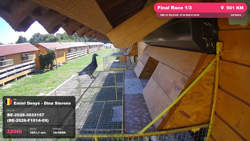 Pigeon Arrival Image For Race Final Race 1/3