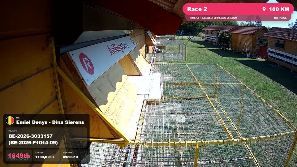 Pigeon Arrival Image For Race Race 2
