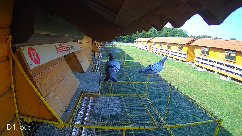 Pigeon Arrival Image For Race Race 1