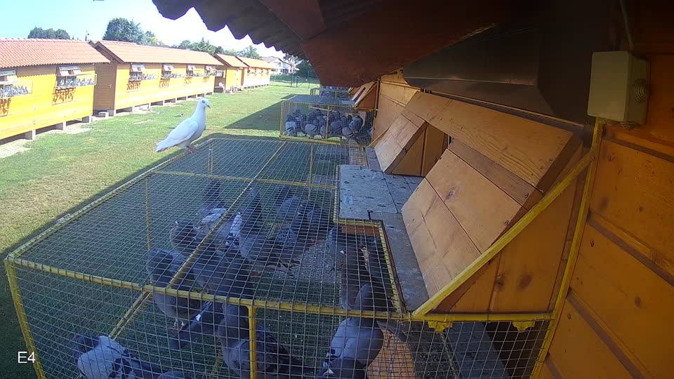Pigeon Arrival Image For Race Race 3