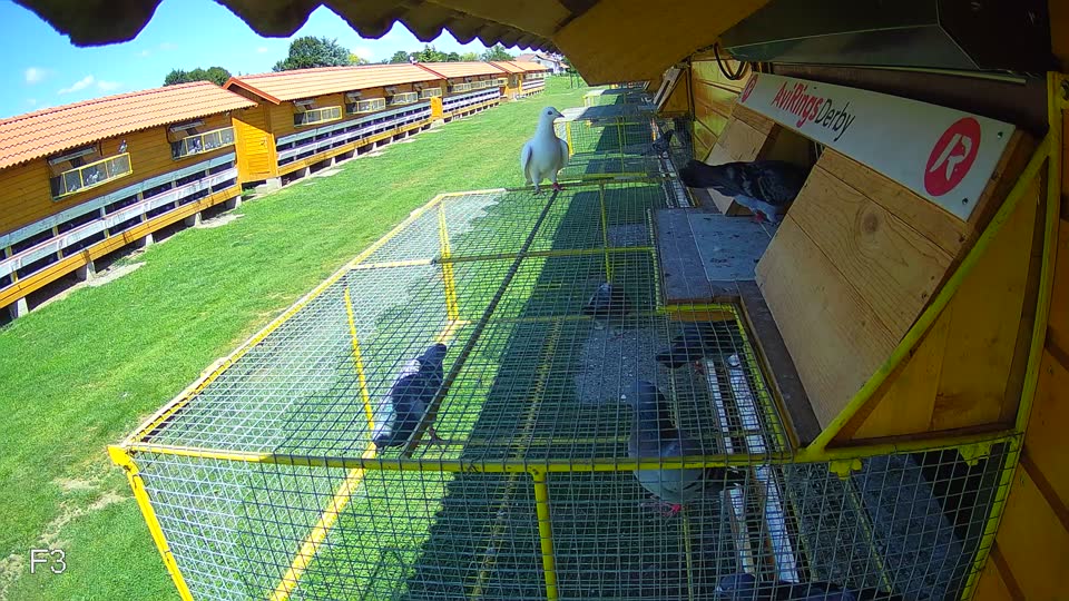Pigeon Arrival Image For Race Race 2