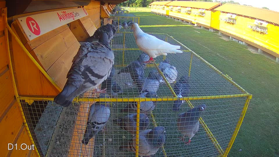 Pigeon Arrival Image For Race Race 5