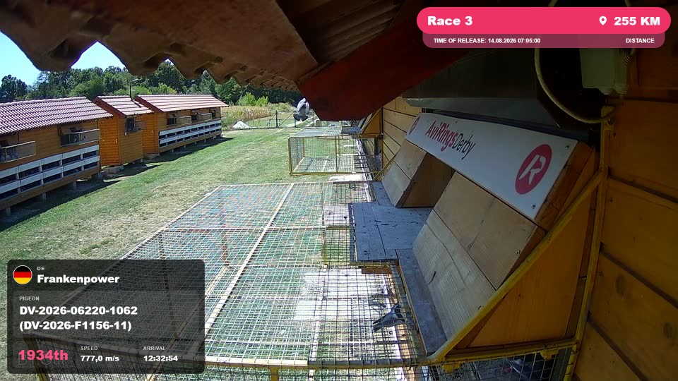 Pigeon Arrival Image For Race Race 3