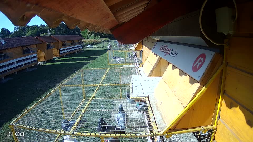 Pigeon Arrival Image For Race Race 5