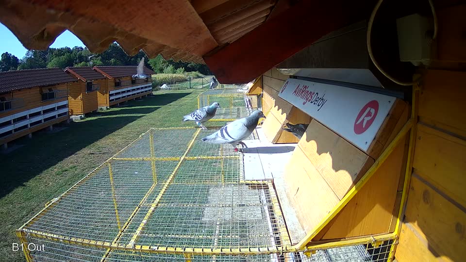 Pigeon Arrival Image For Race Race 2
