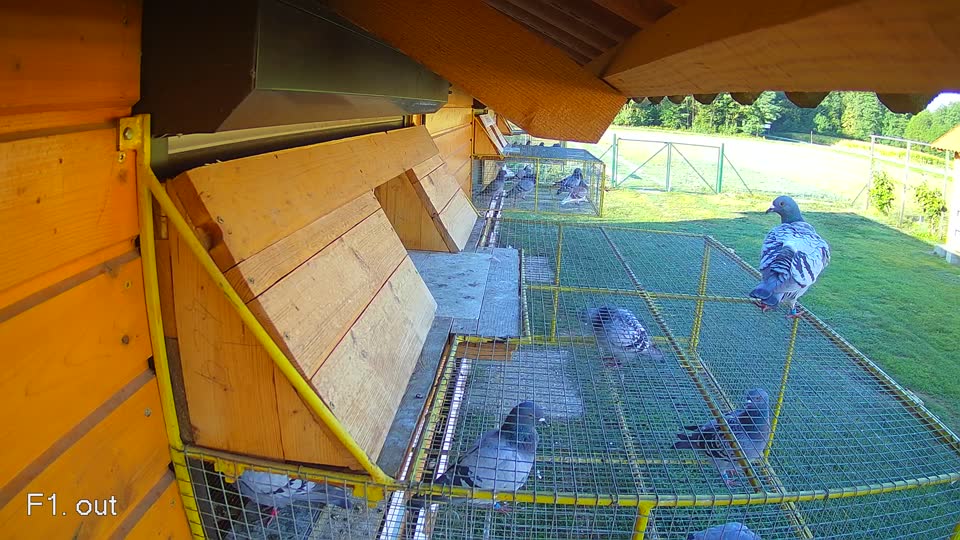Pigeon Arrival Image For Race Race 4