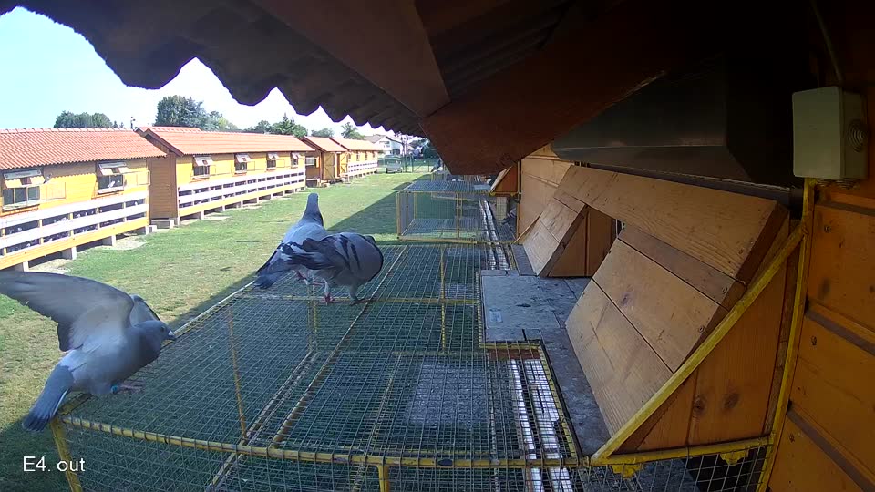 Pigeon Arrival Image For Race Race 1