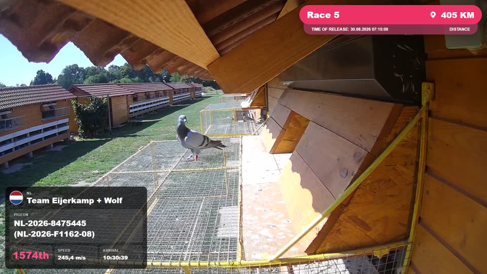 Pigeon Arrival Image For Race Race 5