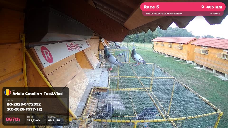 Pigeon Arrival Image For Race Race 5