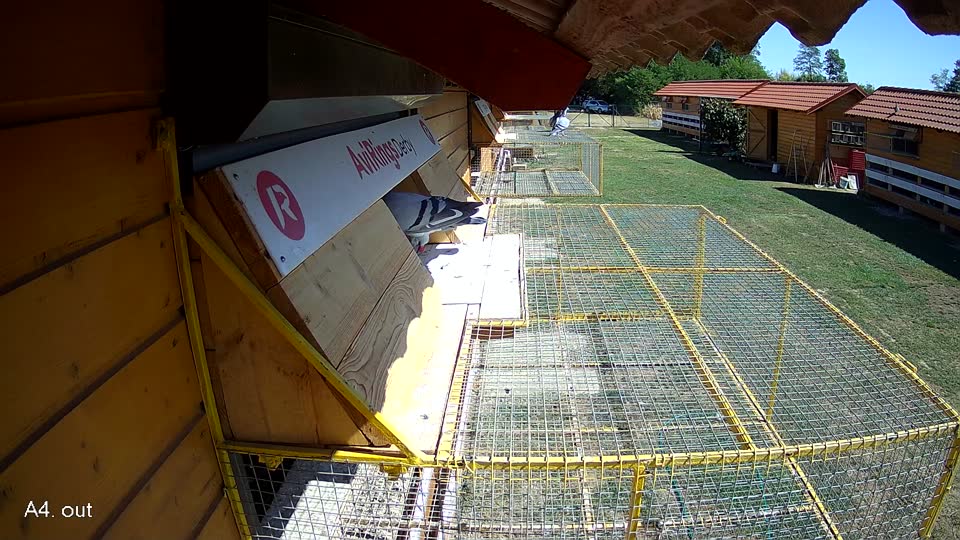 Pigeon Arrival Image For Race Race 3