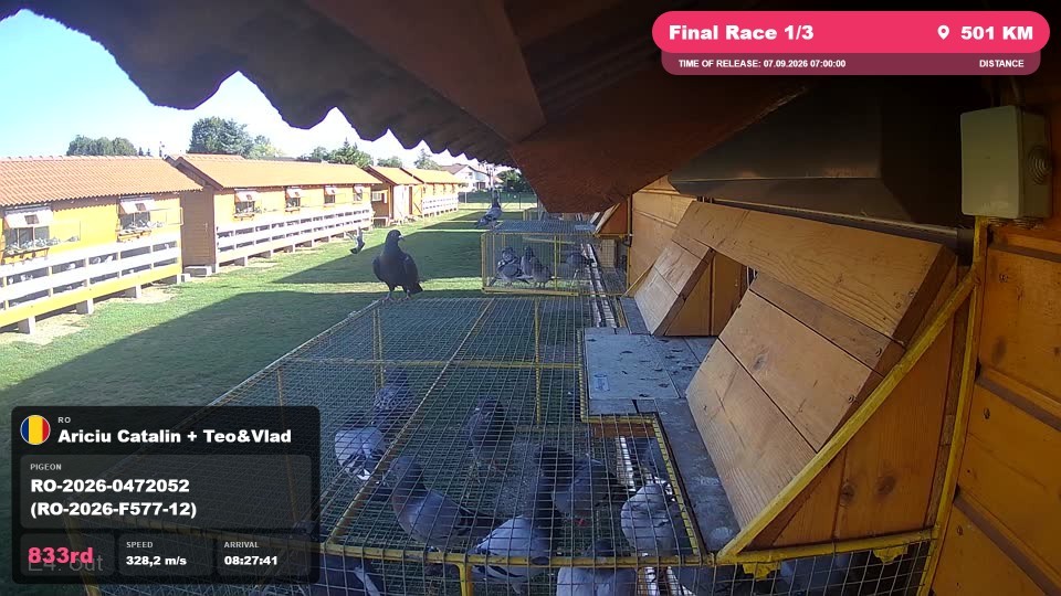 Pigeon Arrival Image For Race Final Race 1/3