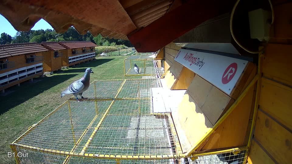 Pigeon Arrival Image For Race Race 2