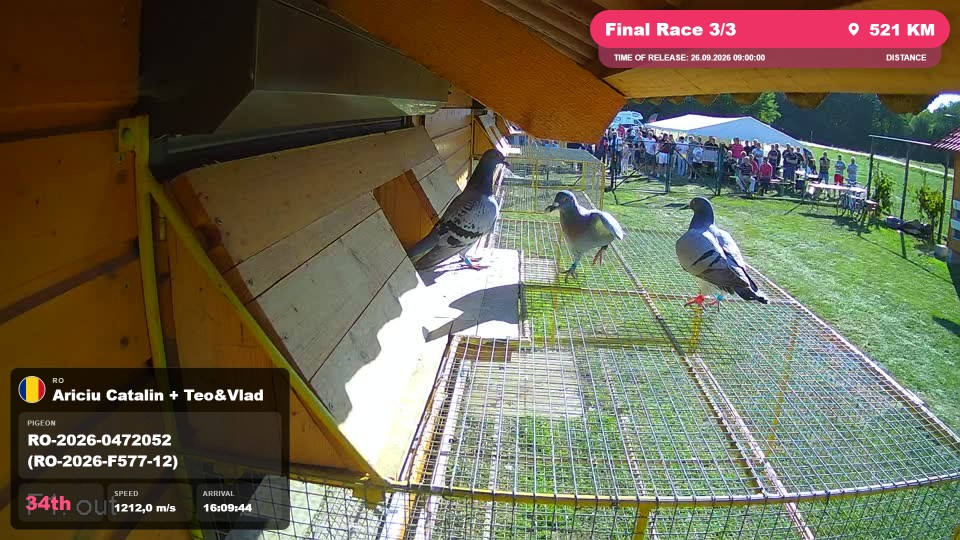Pigeon Arrival Image For Race Final Race 3/3