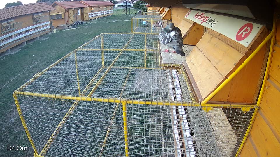 Pigeon Arrival Image For Race Race 5
