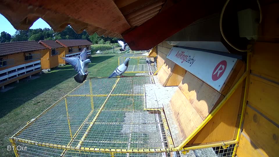 Pigeon Arrival Image For Race Race 1