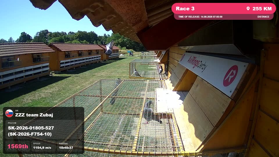 Pigeon Arrival Image For Race Race 3