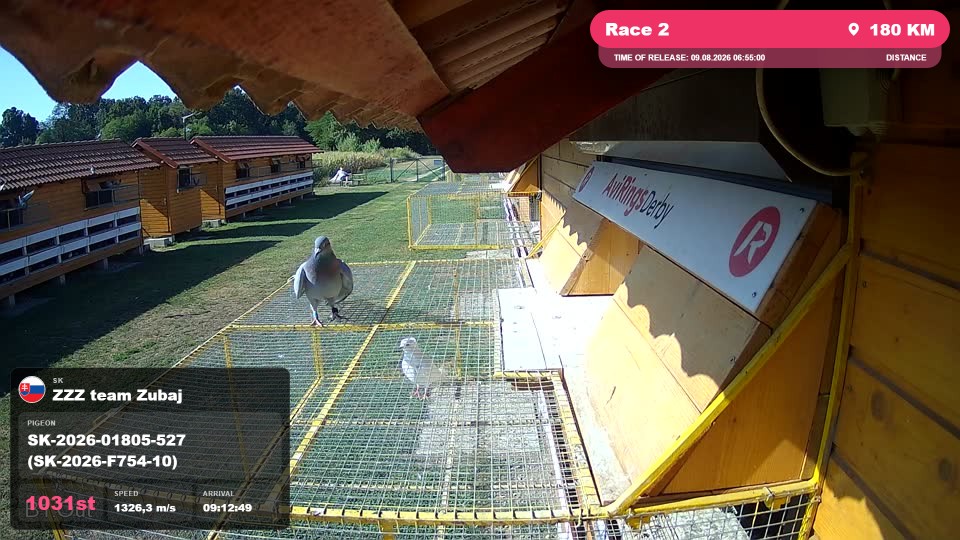 Pigeon Arrival Image For Race Race 2