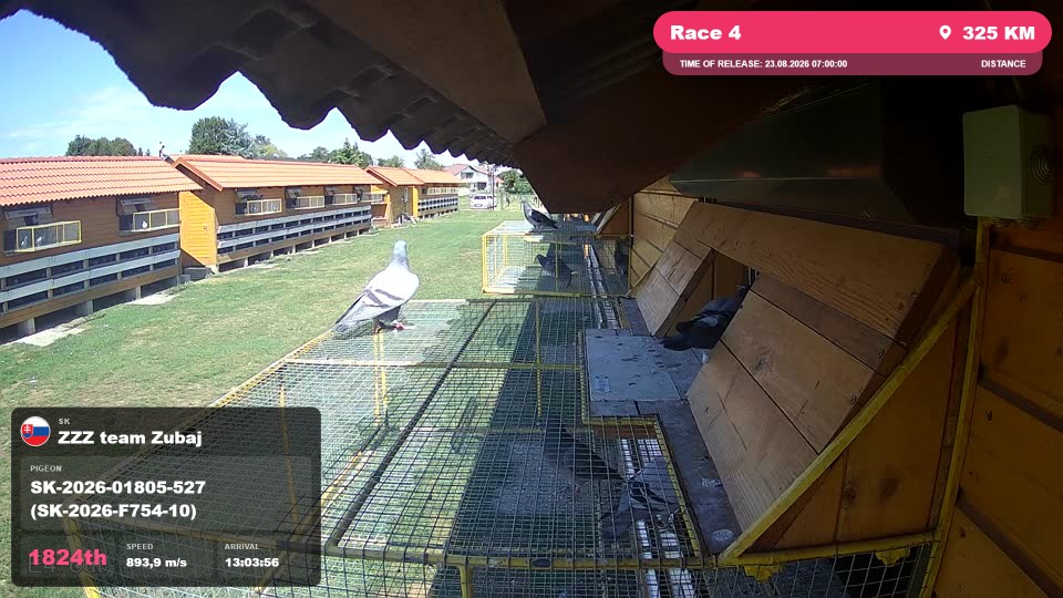 Pigeon Arrival Image For Race Race 4