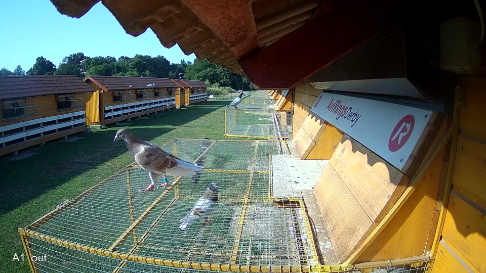 Pigeon Arrival Image For Race Race 1