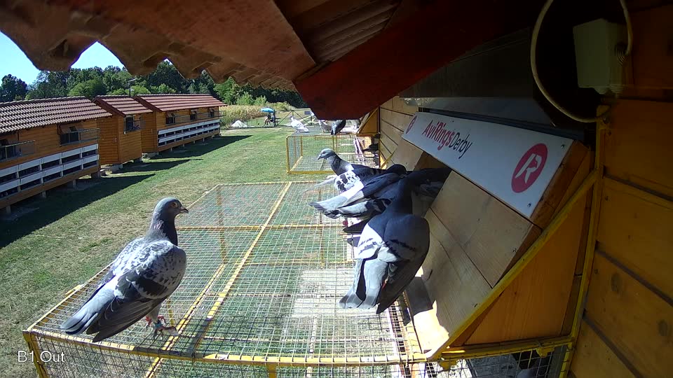 Pigeon Arrival Image For Race Race 3