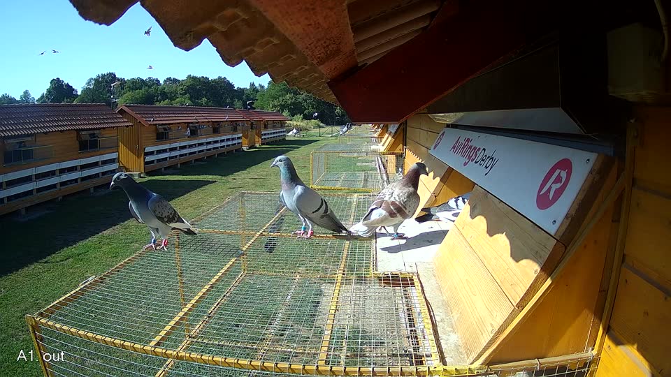 Pigeon Arrival Image For Race Race 2